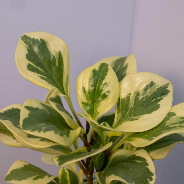 Gabriella Plants Peperomia 4" Peperomia obtusifolia 'Albomarginata'