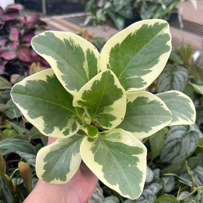 Gabriella Plants Peperomia 4" Peperomia obtusifolia 'Albomarginata'