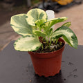 Gabriella Plants Peperomia 4" Peperomia obtusifolia 'Golden Gate'