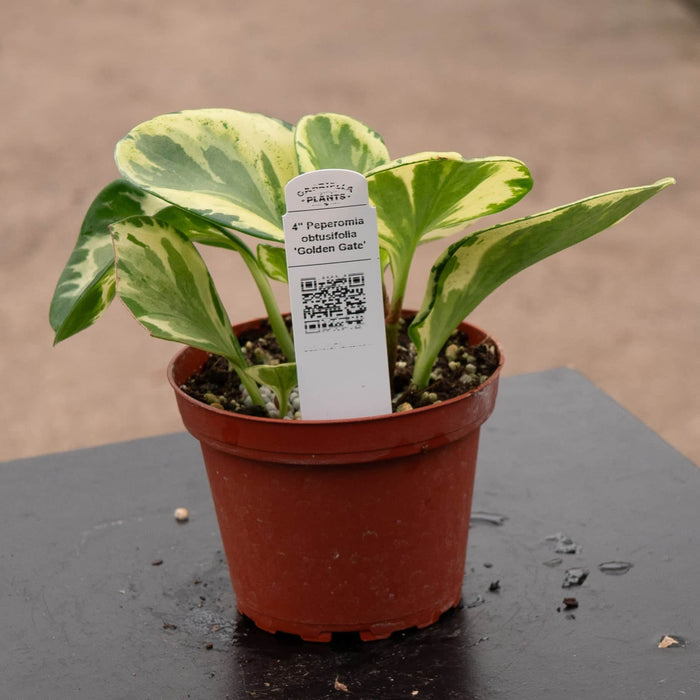 Gabriella Plants Peperomia 4" Peperomia obtusifolia 'Golden Gate'