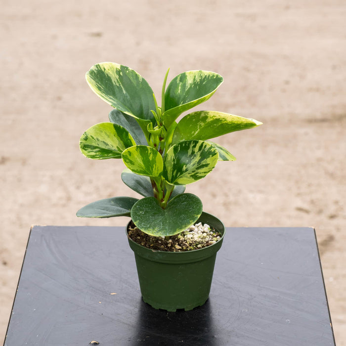 Gabriella Plants Peperomia 4" Peperomia obtusifolia 'Marble'