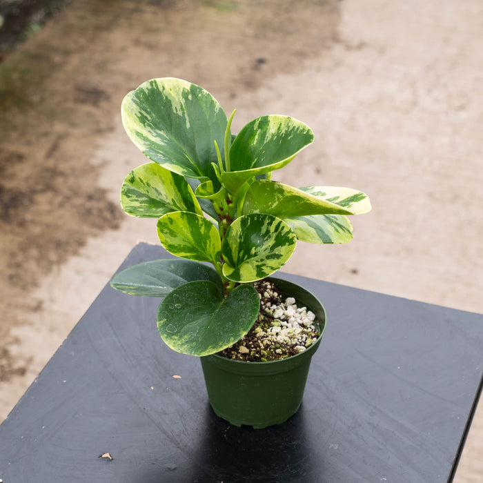 Gabriella Plants Peperomia 4" Peperomia obtusifolia 'Marble'