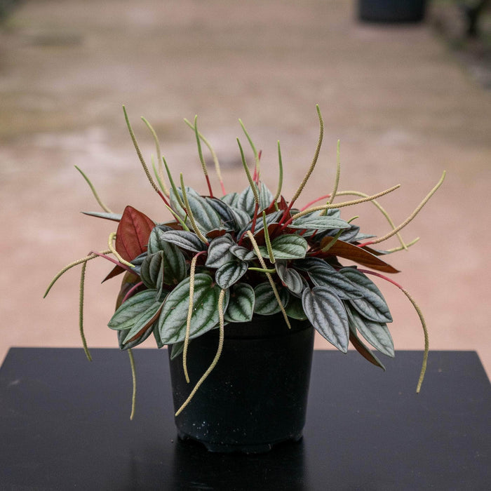 Gabriella Plants Peperomia 4" Peperomia 'Pearl'