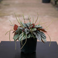 Gabriella Plants Peperomia 4" Peperomia 'Pearl'