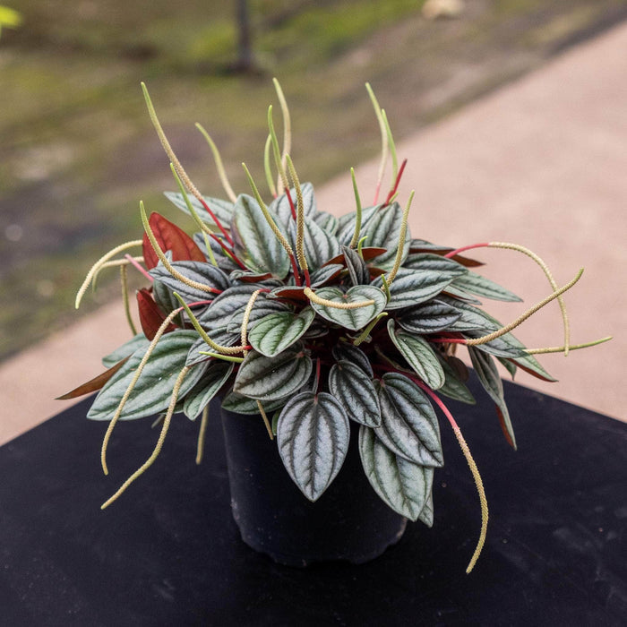 Gabriella Plants Peperomia 4" Peperomia 'Pearl'