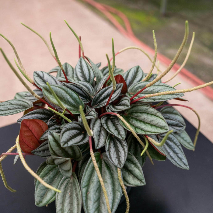 Gabriella Plants Peperomia 4" Peperomia 'Pearl'
