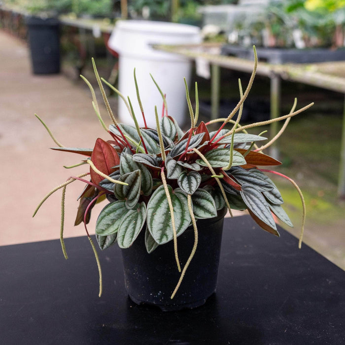 Gabriella Plants Peperomia 4" Peperomia 'Pearl'