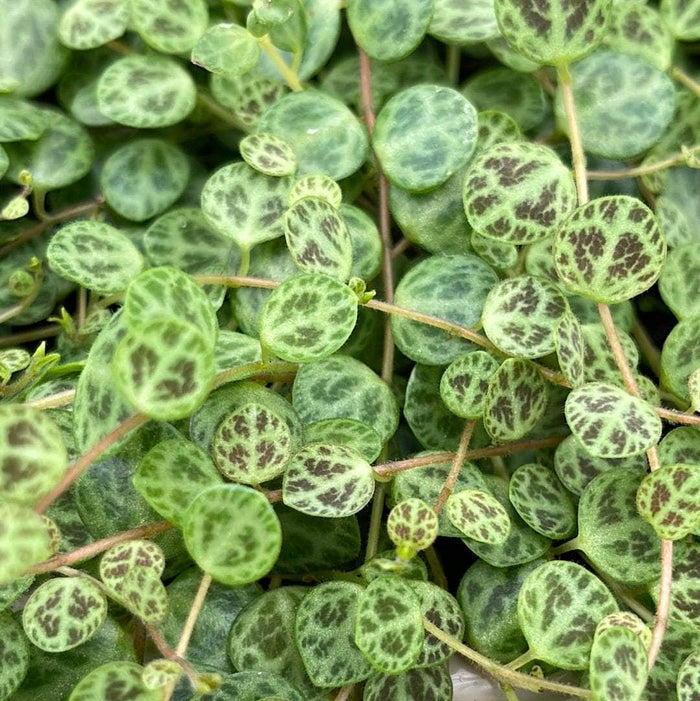 Gabriella Plants 4.5” Peperomia prostrata “String of Turtles”