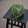 Gabriella Plants Peperomia 4.5" HB Peperomia prostrata "String of Turtles"