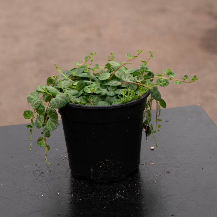 Gabriella Plants Peperomia 4” Peperomia prostrata "String of Turtles"