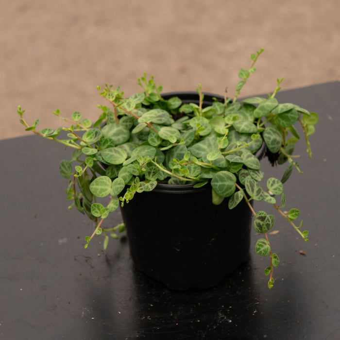 Gabriella Plants Peperomia Peperomia prostrata "String of Turtles"