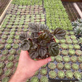 Gabriella Plants Peperomia 4" Peperomia Rugosa