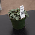 Gabriella Plants Peperomia 4" Peperomia 'San Marino'