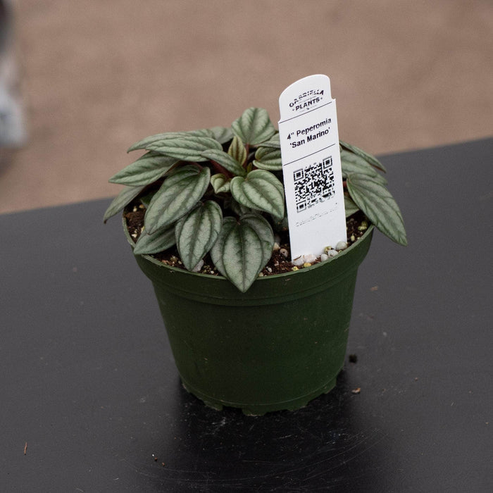 Gabriella Plants Peperomia 4" Peperomia 'San Marino'