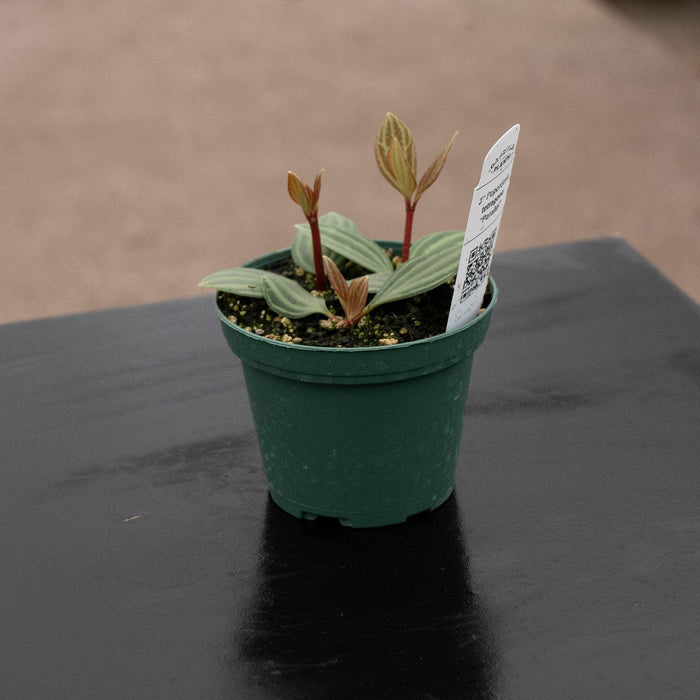 Gabriella Plants Peperomia 3” Peperomia tetragona "Parallel"
