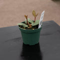 Gabriella Plants Peperomia 3” Peperomia tetragona "Parallel"