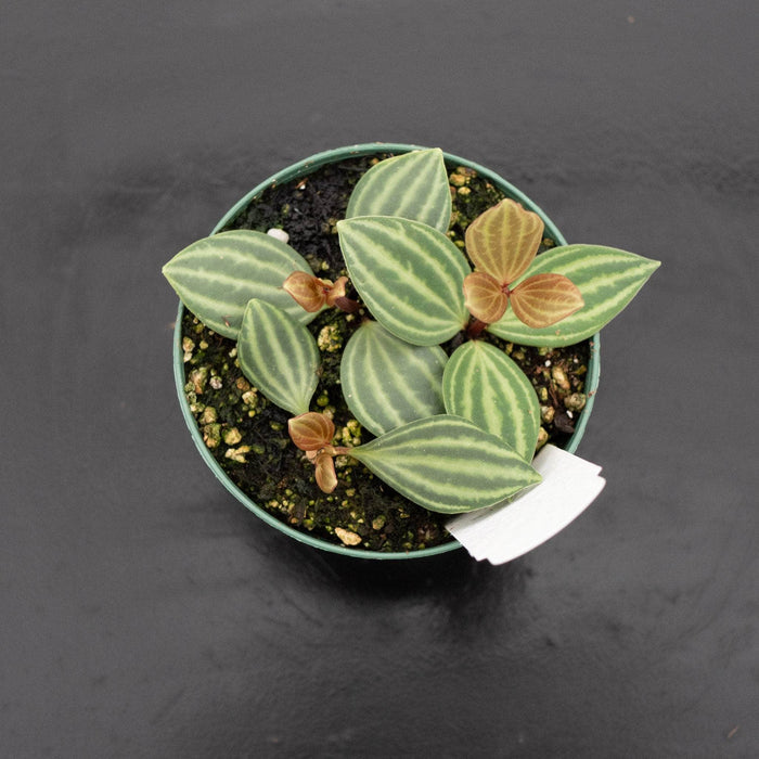 Gabriella Plants Peperomia Peperomia tetragona "Parallel"