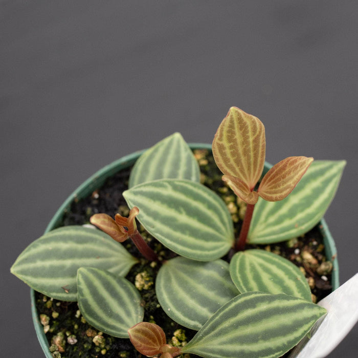 Gabriella Plants Peperomia Peperomia tetragona "Parallel"