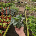Gabriella Plants Peperomia 4" Peperomia verschaffeltii "Mini Watermelon"
