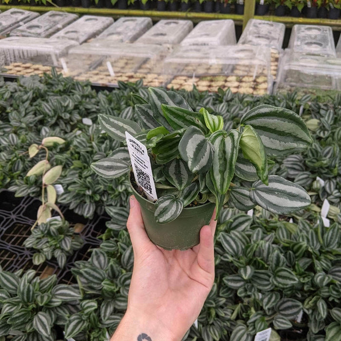 Gabriella Plants Peperomia 4" Peperomia Mini Watermelon