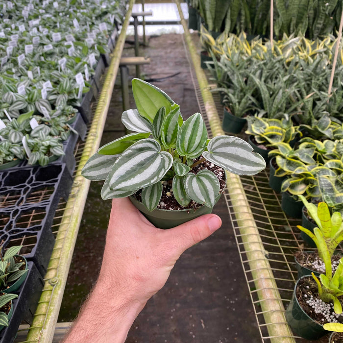 Gabriella Plants Peperomia 4" Peperomia Mini Watermelon
