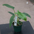Gabriella Plants Philodendron 4" Philodendron 69686
