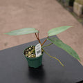 Gabriella Plants Philodendron 3" Philodendron atabapoense
