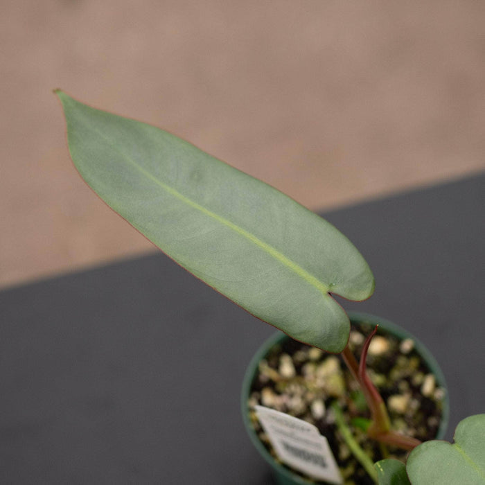 Gabriella Plants Philodendron 3" Philodendron atabapoense