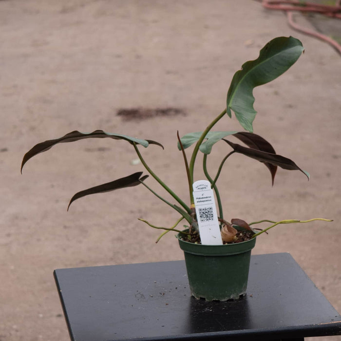 Gabriella Plants Philodendron Philodendron atabapoense