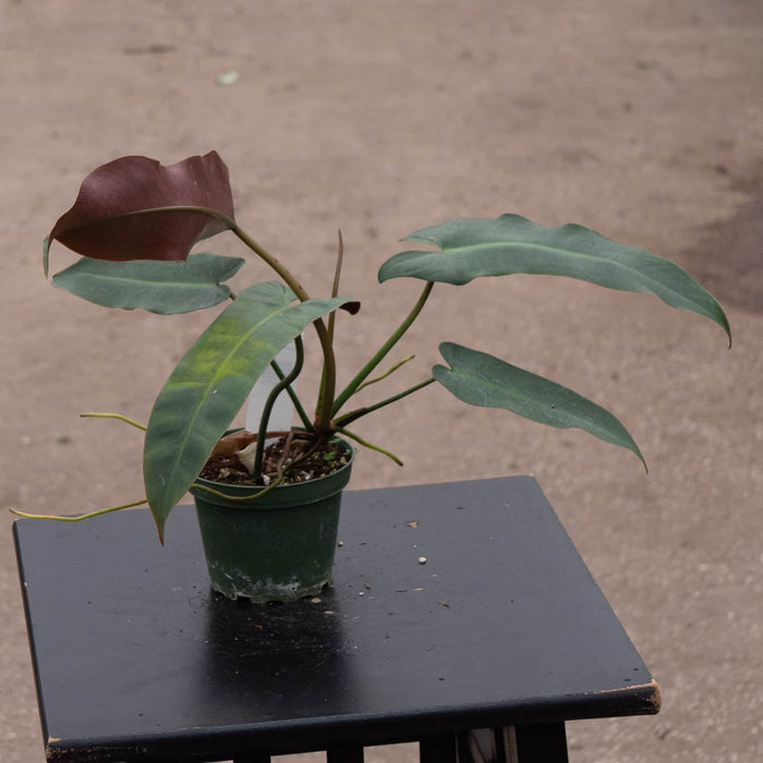 Gabriella Plants Philodendron 4” Philodendron atabapoense