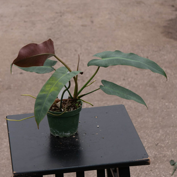 Gabriella Plants Philodendron Philodendron atabapoense
