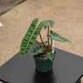 Gabriella Plants Philodendron 4" Philodendron billietiae