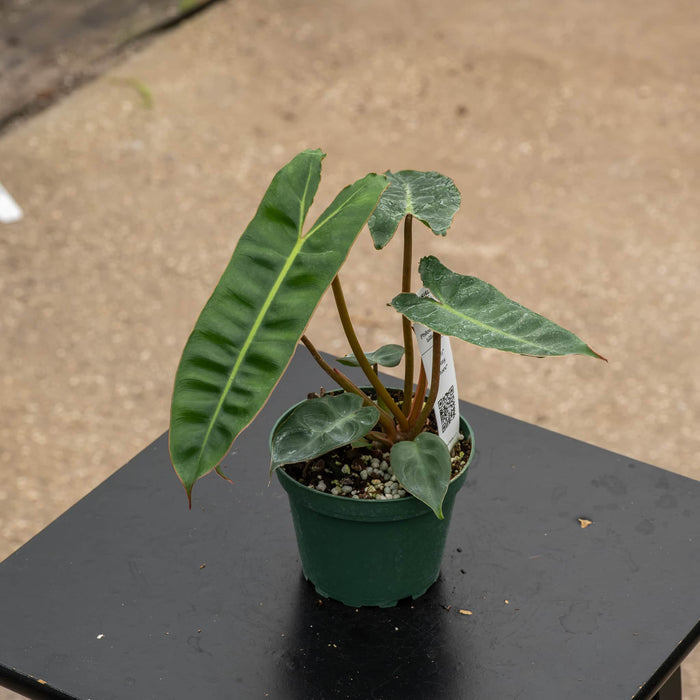 Gabriella Plants Philodendron 4" Philodendron billietiae
