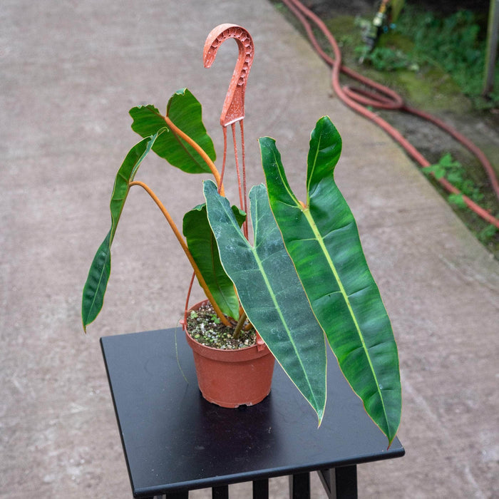 Gabriella Plants Philodendron 5” Hanging Basket Philodendron billietiae
