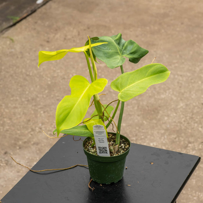 Gabriella Plants Philodendron 4" Philodendron bipennifolium aurea