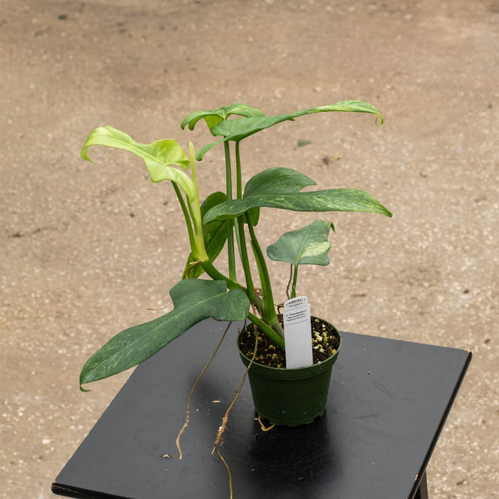 Gabriella Plants Philodendron 4" Philodendron bipennifolium 'Splash Gordon'