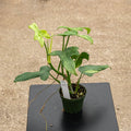 Gabriella Plants Philodendron 4" Philodendron bipennifolium 'Splash Gordon'