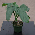 Gabriella Plants Philodendron 4" Philodendron bipennifolium