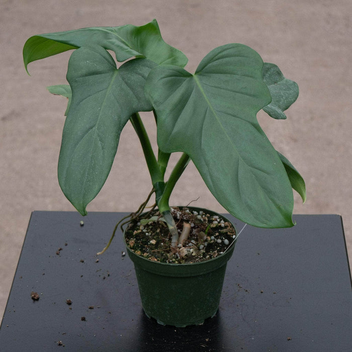 Gabriella Plants Philodendron 4" Philodendron bipennifolium