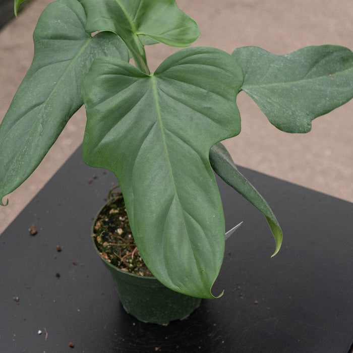Gabriella Plants Philodendron Philodendron bipennifolium
