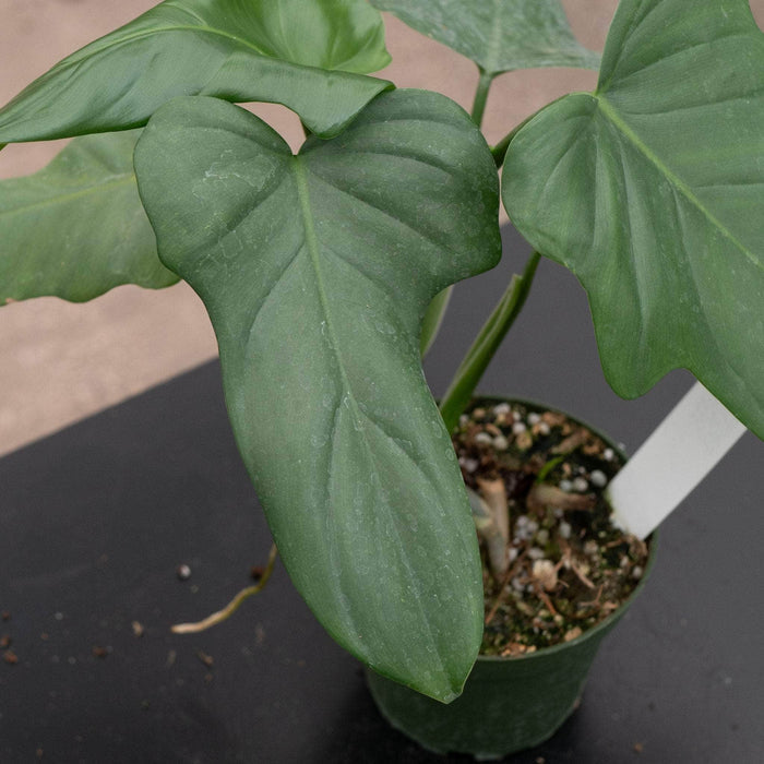 Gabriella Plants Philodendron Philodendron bipennifolium