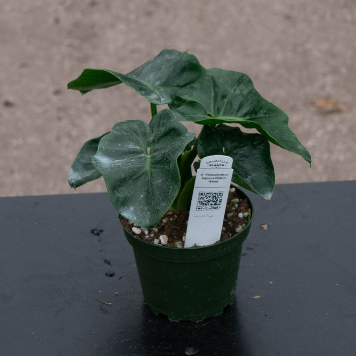 Gabriella Plants Philodendron 4" Philodendron bipinnatifidum 'Atom'