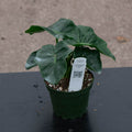Gabriella Plants Philodendron 4" Philodendron bipinnatifidum 'Atom'