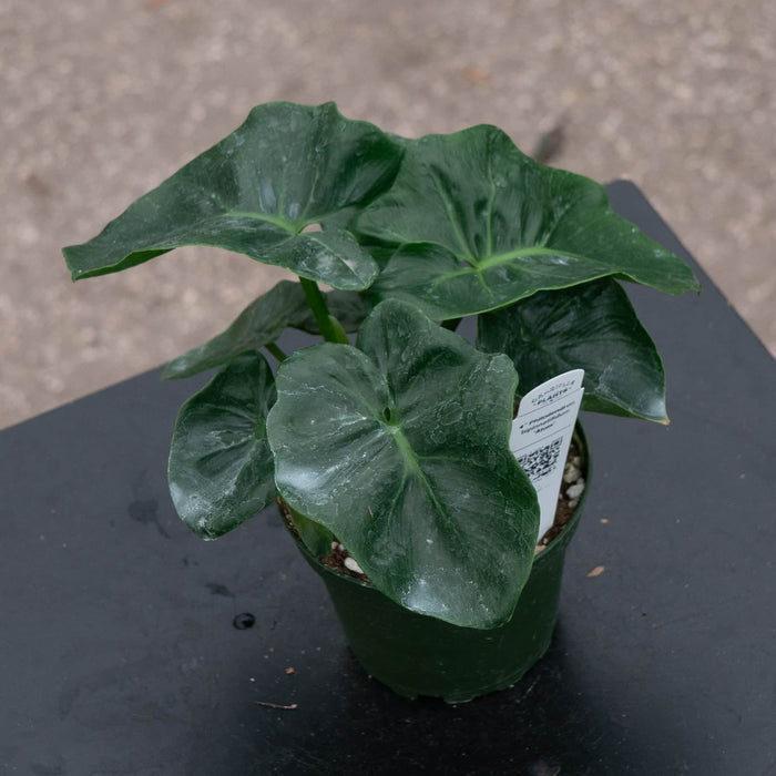 Gabriella Plants Philodendron 4" Philodendron bipinnatifidum 'Atom'