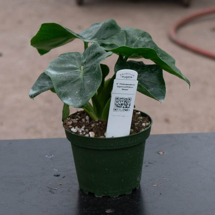 Gabriella Plants Philodendron 4" Philodendron bipinnatifidum 'Atom'