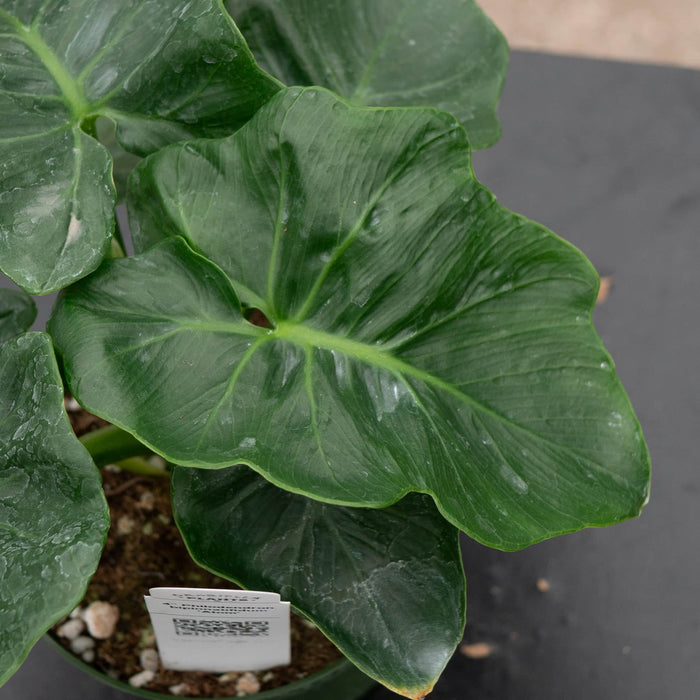Gabriella Plants Philodendron 4" Philodendron bipinnatifidum 'Atom'
