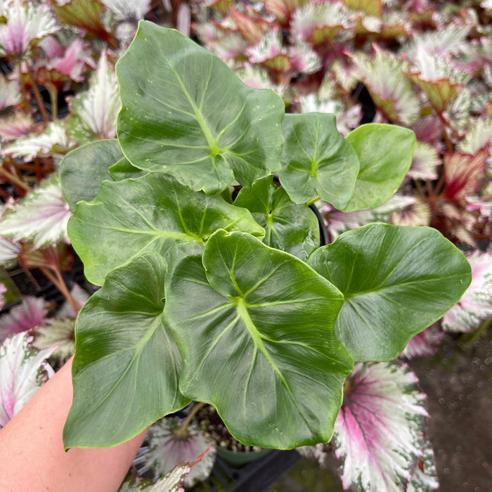 Gabriella Plants Philodendron 4" Philodendron 'Atom'