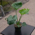 Gabriella Plants Philodendron 4 Philodendron bipinnatifidum 'Hope'