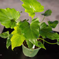 Gabriella Plants Philodendron 4" Philodendron bipinnatifidum 'Little Hope'
