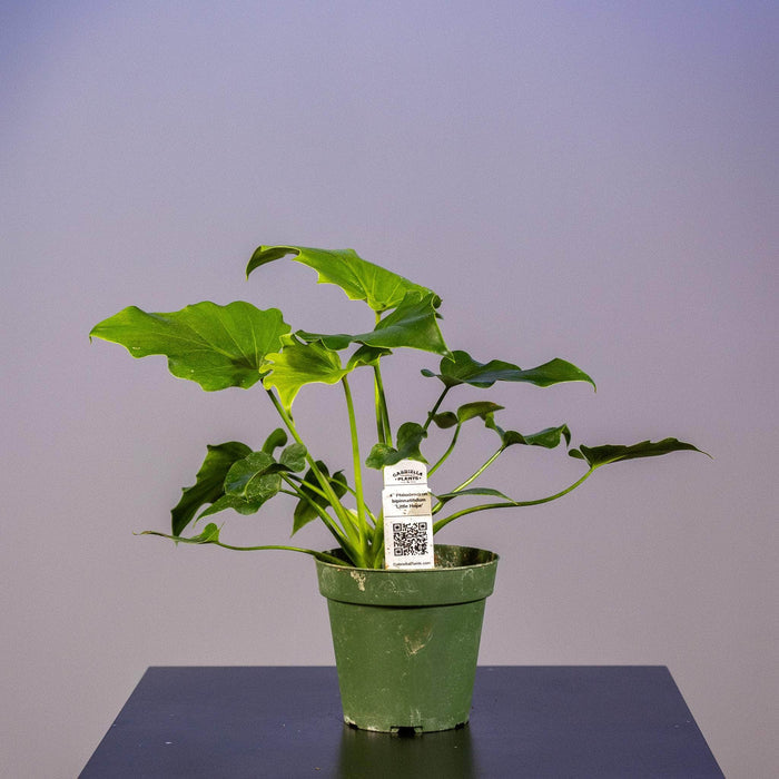 Gabriella Plants Philodendron 4" Philodendron bipinnatifidum 'Little Hope'